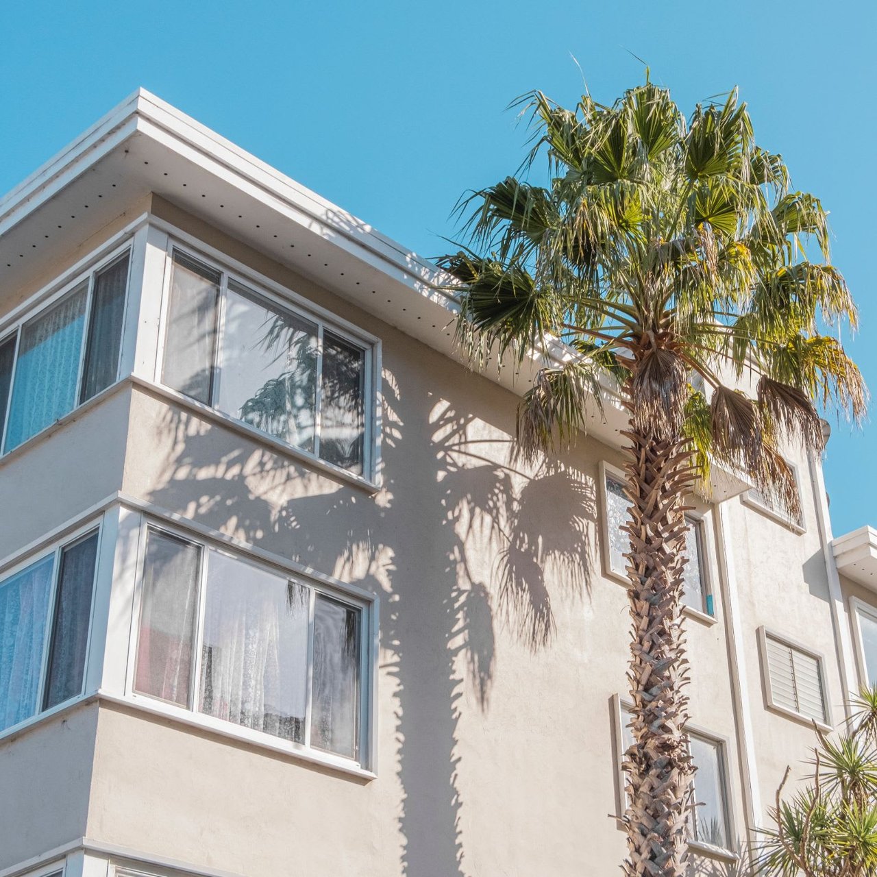  A cream-colored building with multiple windows under a clear blue sky, partially shaded by the long, feathery leaves of a tall palm tree.