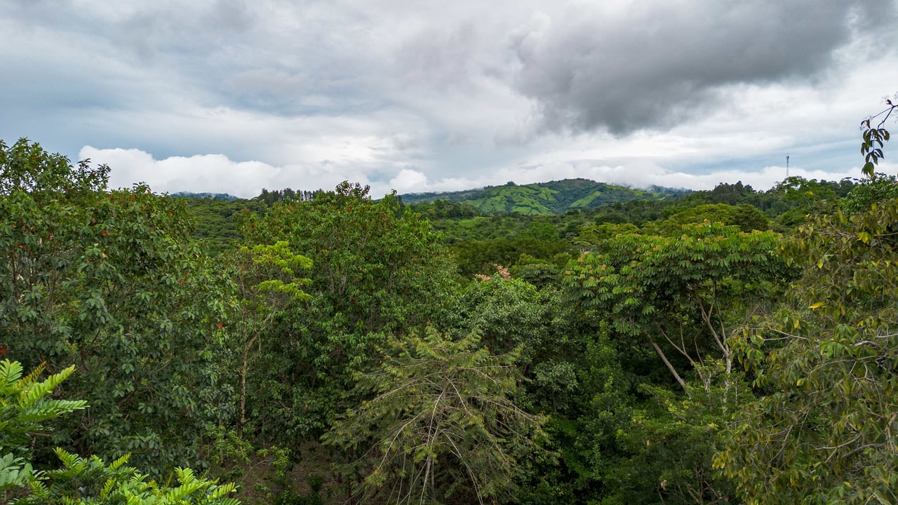  2.5 Acres of Fertile Land with Creek, Ready to Build