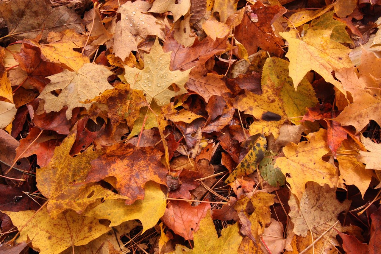 October 2022 Boulder Porch Report