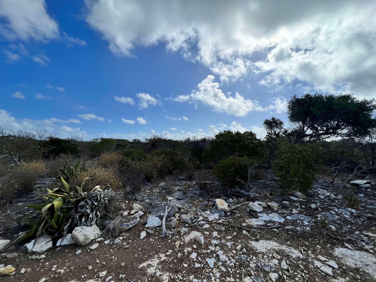 783 .518 Acres at Loblolly Bay