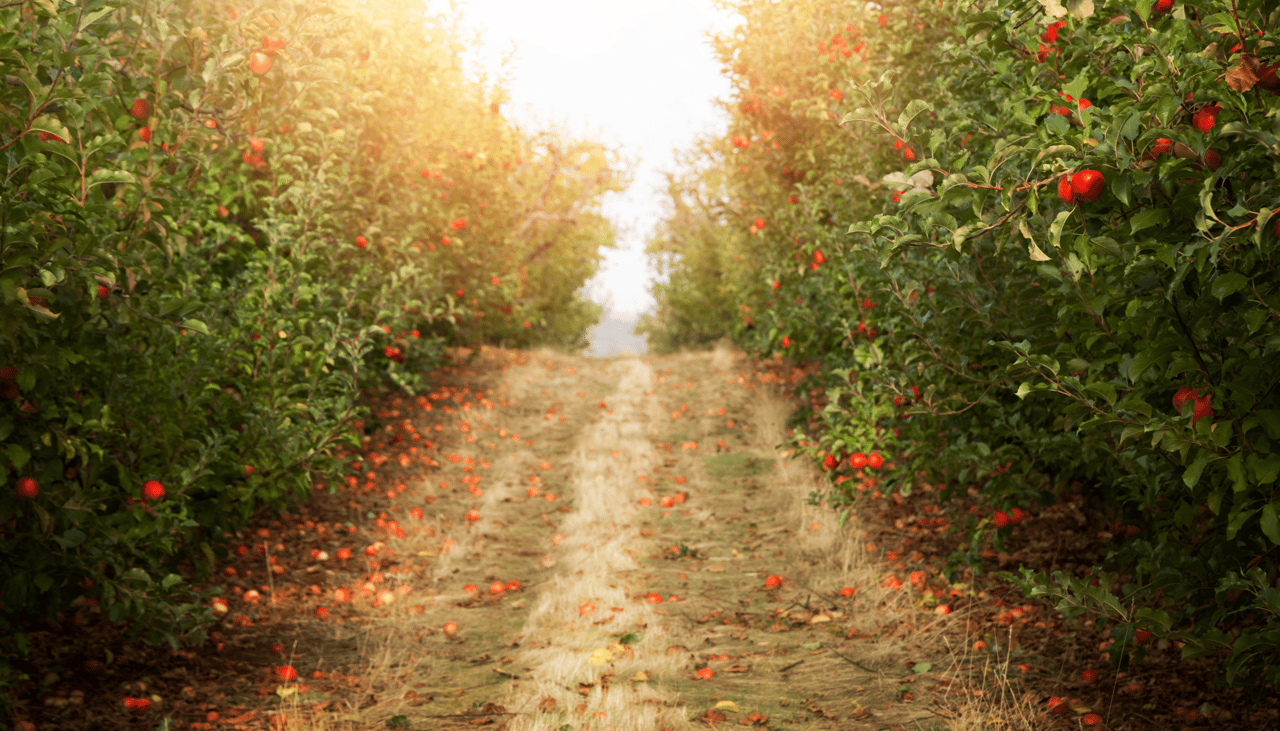 San Diego County Pumpkin Patches & Apple Orchards