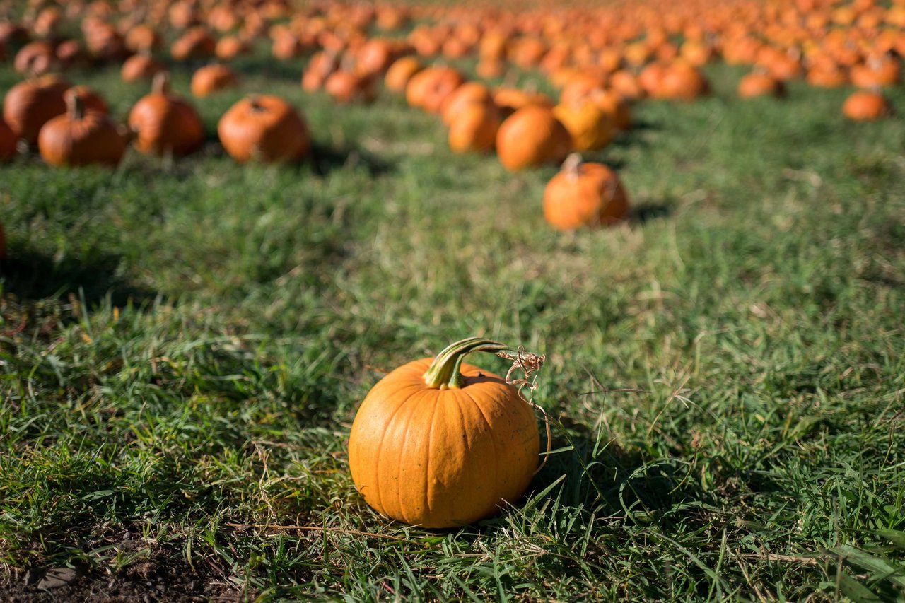 A Guide to Cape Cod’s Best Pumpkin Patches, Hayrides, and Fall Farms