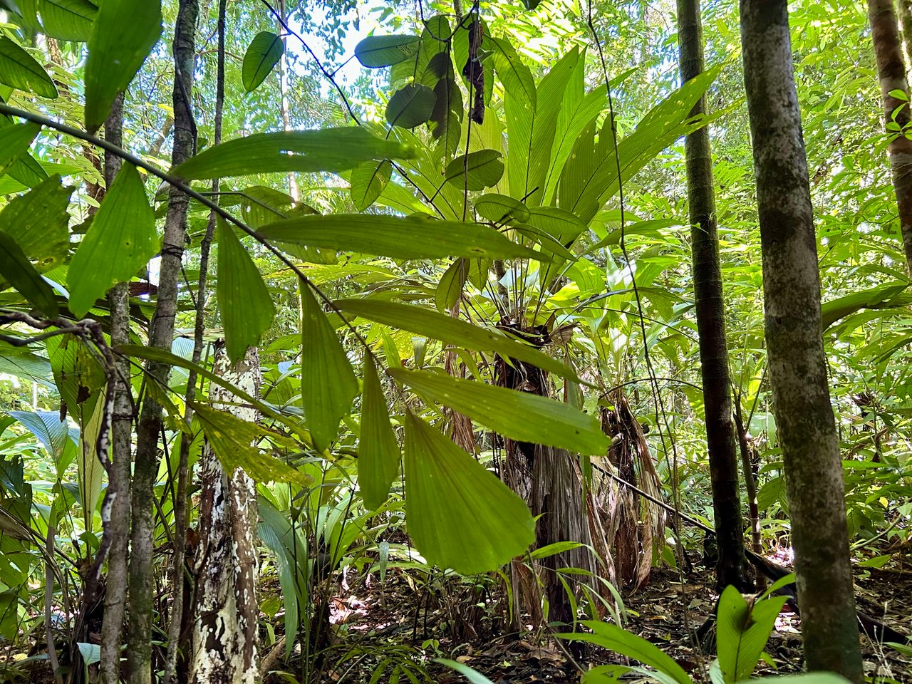 Over 123 Acres Farm in San Josecito De Morete, in Uvita Mountains