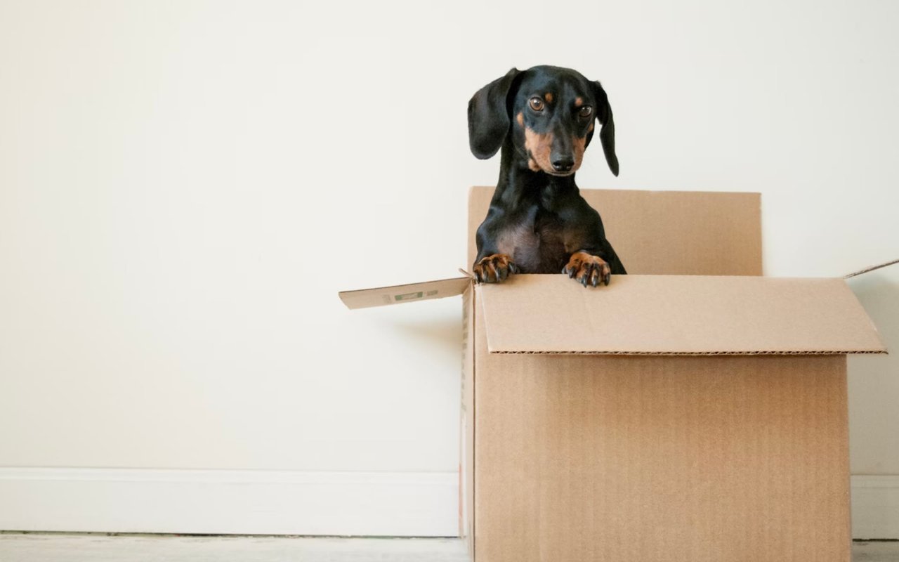 Tips For Moving With Pets