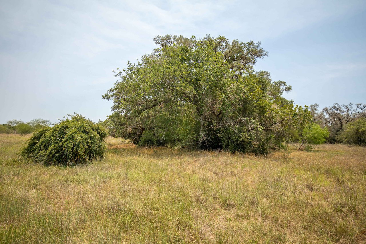 Green DeWitt Rd | 40.82± Acres | DeWitt County