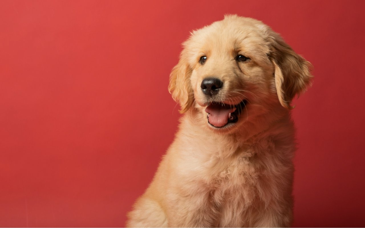 Tips for Moving with Pets