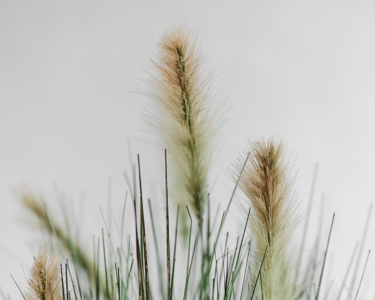 Test Your Illinois Wildlife Knowledge | National Wildlife Week