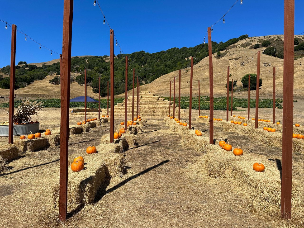 Embrace the Harvest Season at Grossi Family Farm Pumpkin Patch