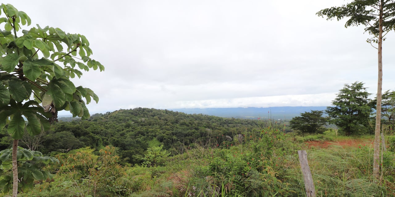 Rainforest Conservation Pasture Land, Osa, Puntarenas