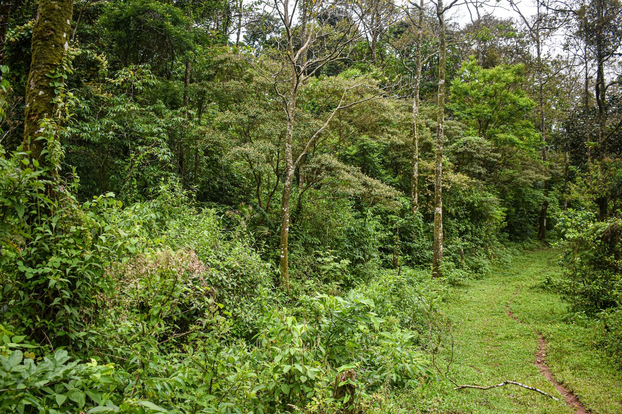 Bosque Bijagua | Prime Forest Land for Sale Near Bijagua, Costa Rica!