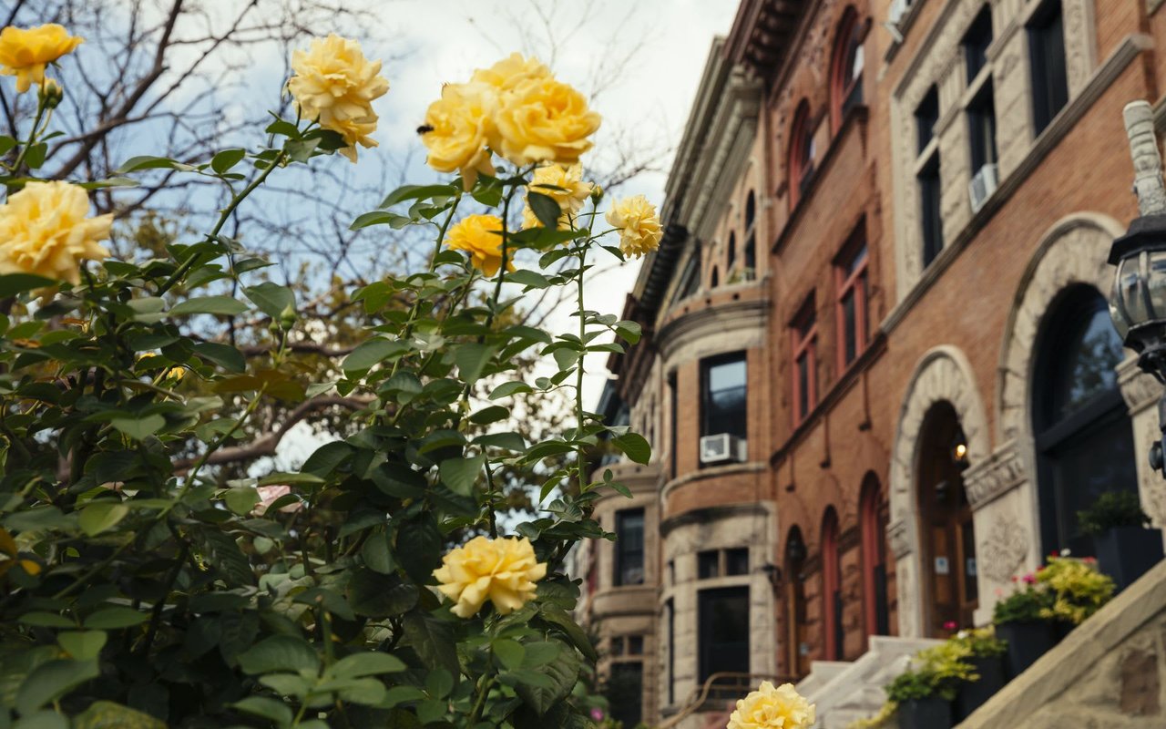 Crown Heights