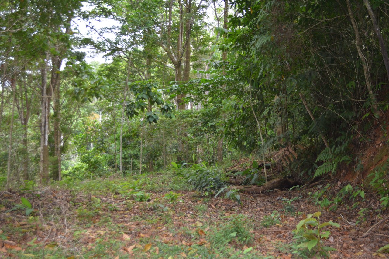 Lagunas 5 Lots 1 Acre+ Lagunas/Dominical