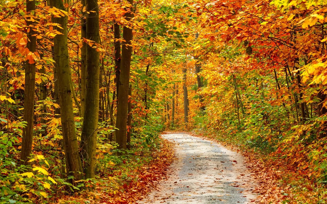 Best Places to See Fall Foliage in Indiana: 2021 Edition