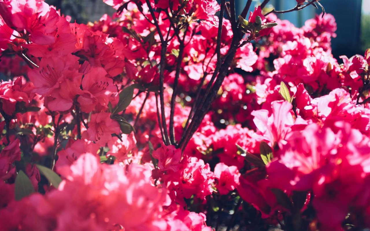 Things to Do in Summerville, SC