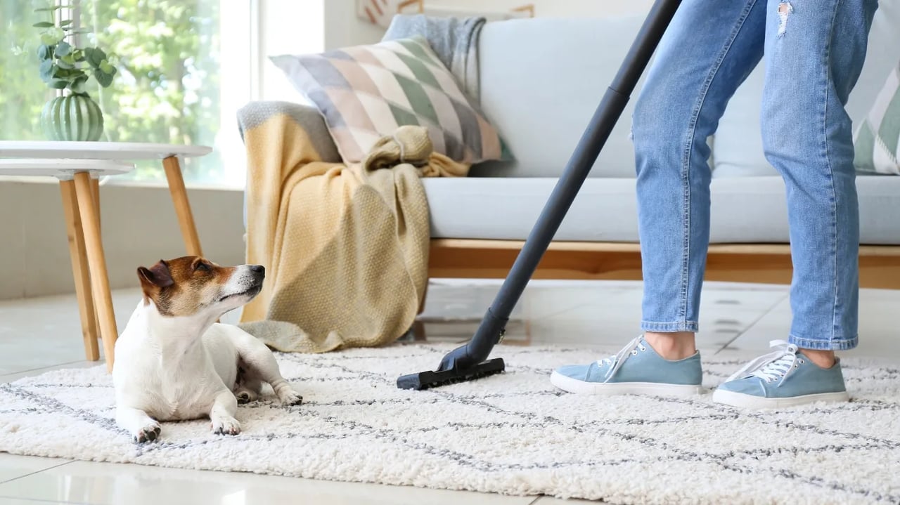 How to Remove Pet Odor from Your Home While Keeping It Fresh