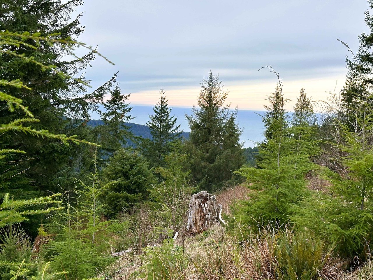 Cummins Creek Wilderness Overlook