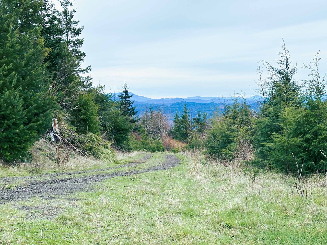 Cummins Creek Wilderness Overlook