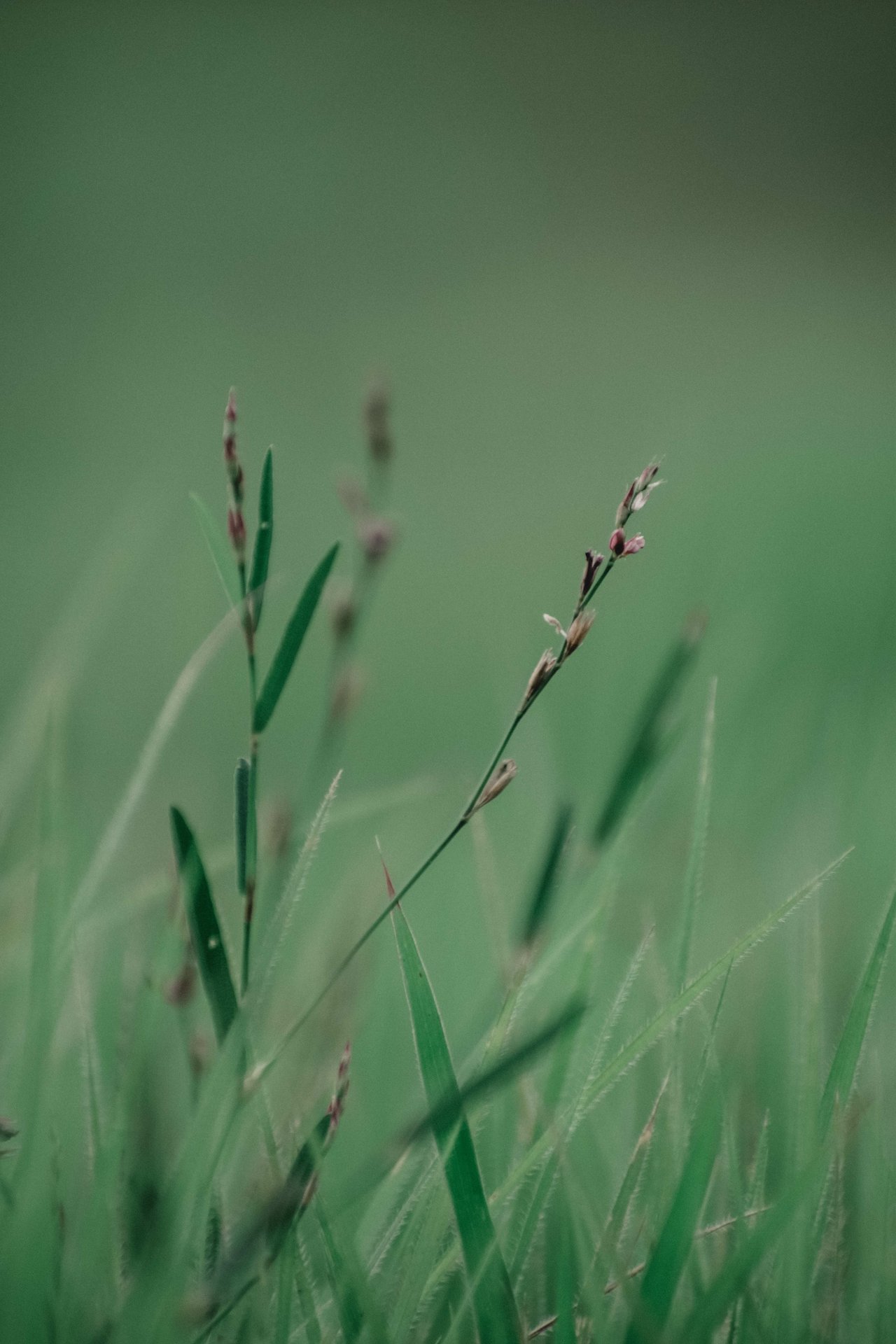 THE GREEN SHEET | SUMMER 2024