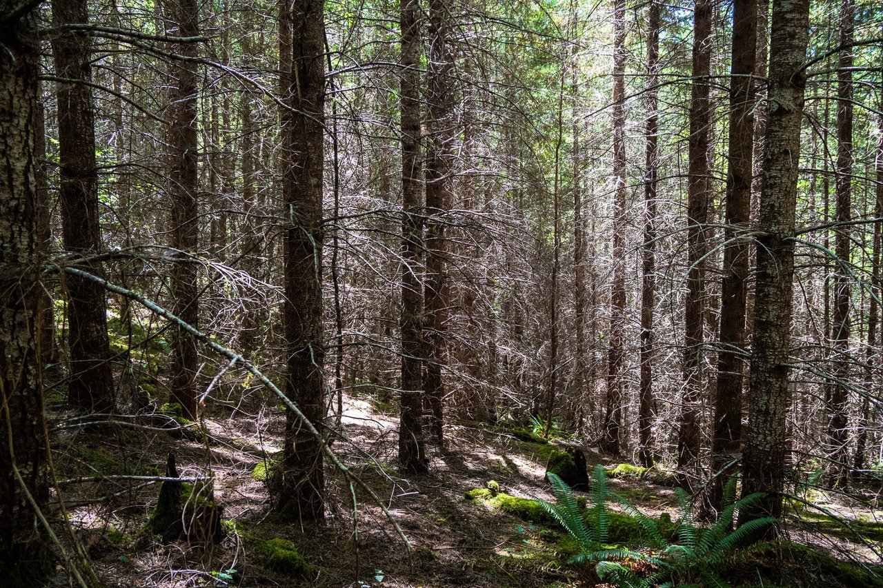 Hayes Hill Tree Farm 