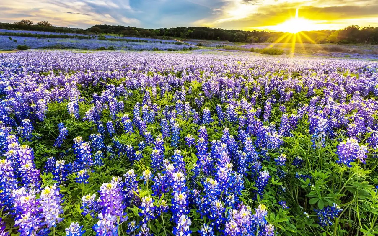 Where to Catch a Glimpse of Bluebonnets This Spring
