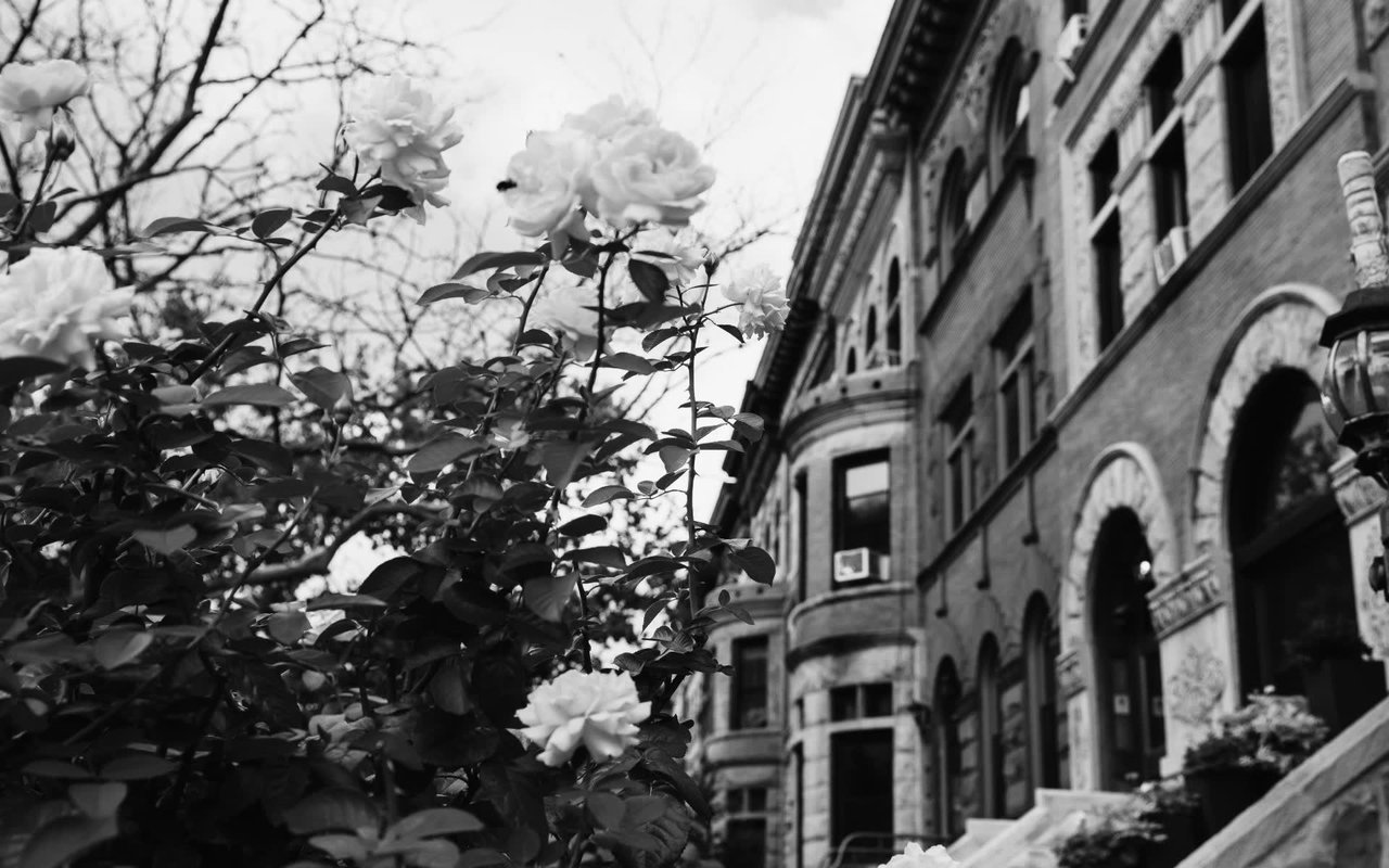 Crown Heights