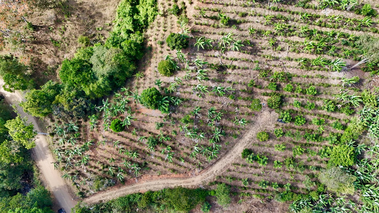Over 2.5 Acres in Ceibo, Planted with Coffee and Fruits