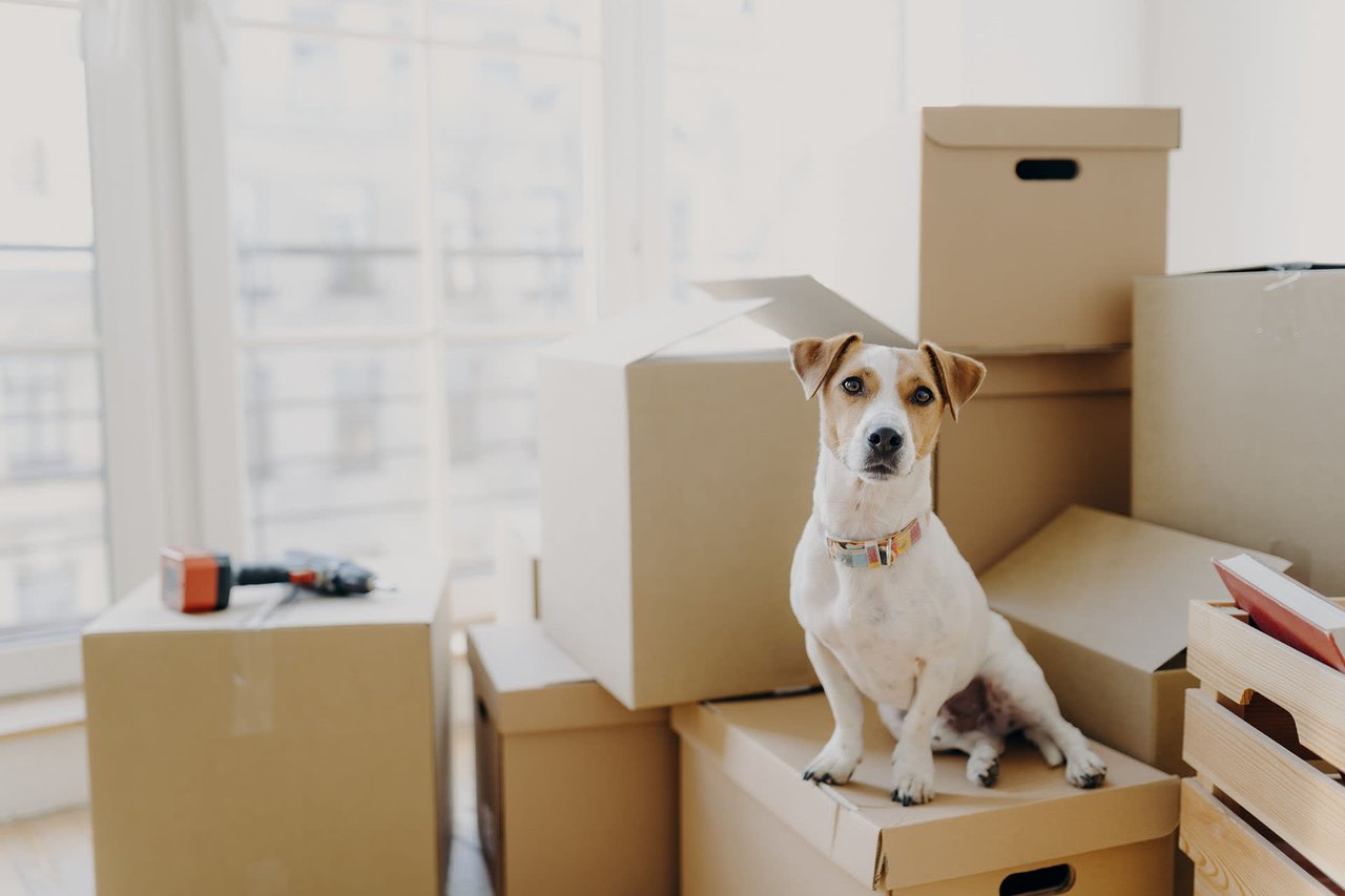 Moving with Pets: Tips to Minimize Stress and Keep Them Safe