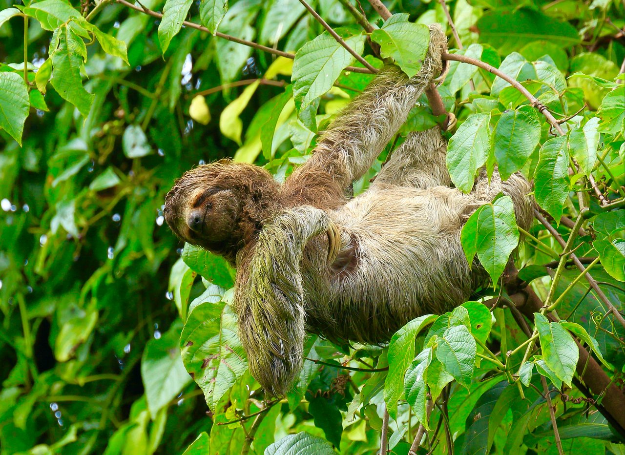 Wildlife•Wildlife •Wildlife, Tres Rios, Puntarenas