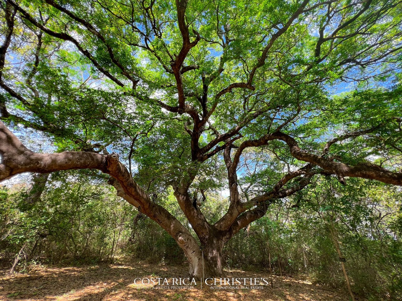 Finca Marsellesa