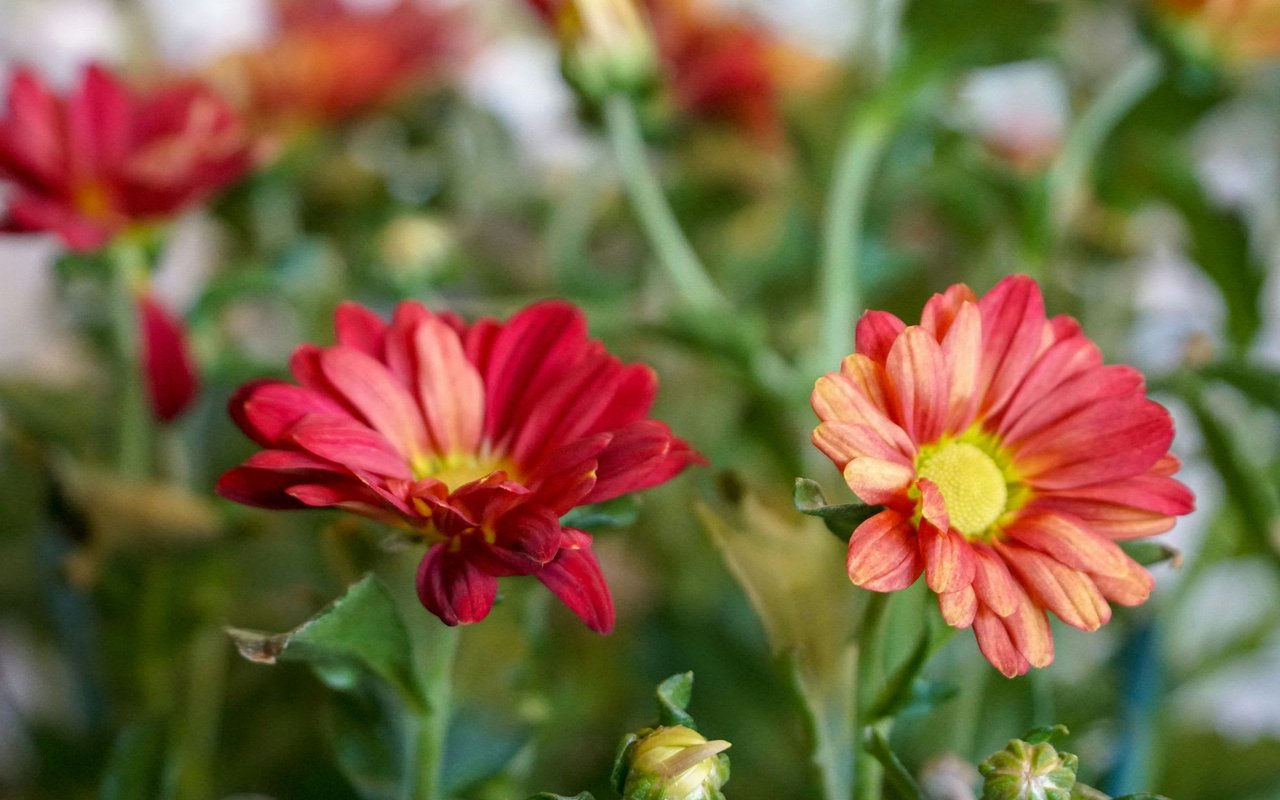 Your Guide to ATX Spring Events: FEB – MAY 2024