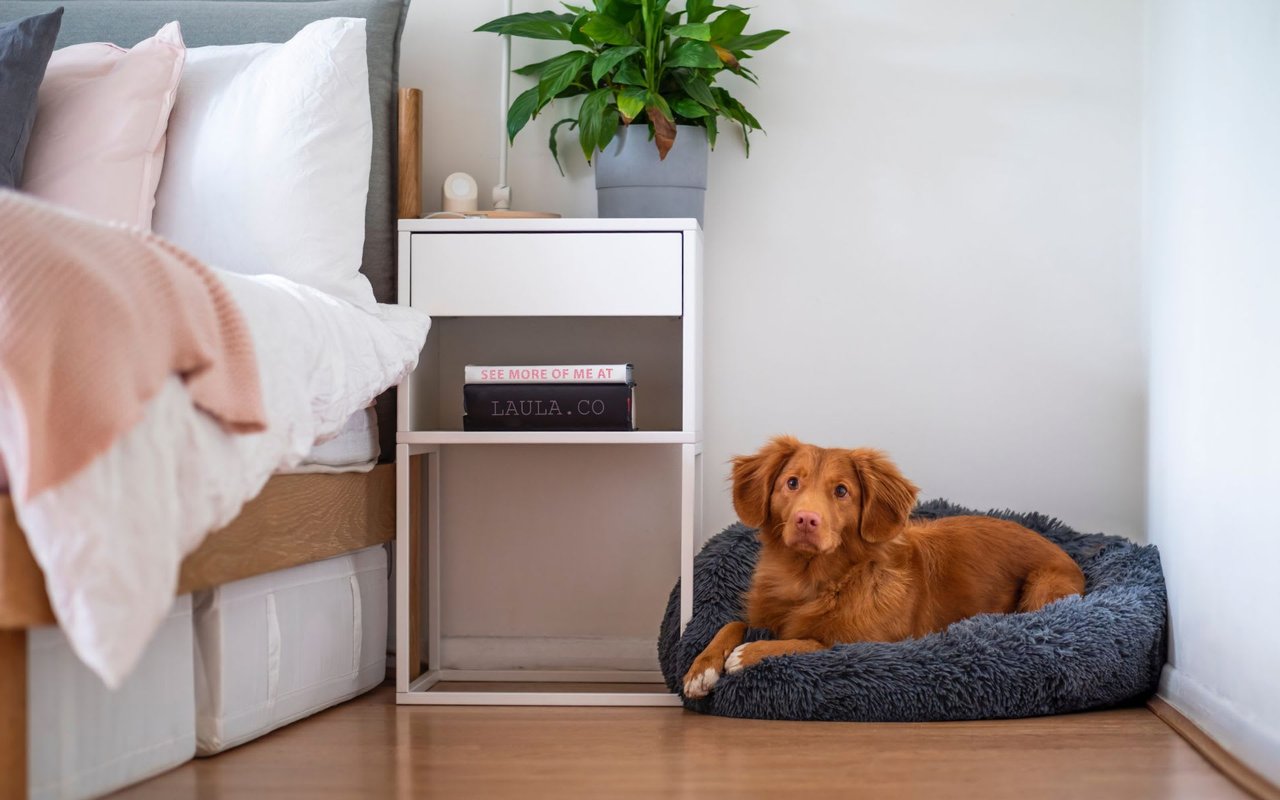 10 Tips for Moving with Pets