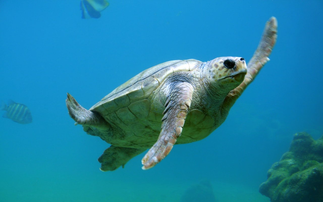 The Seabrook Island Turtle Patrol