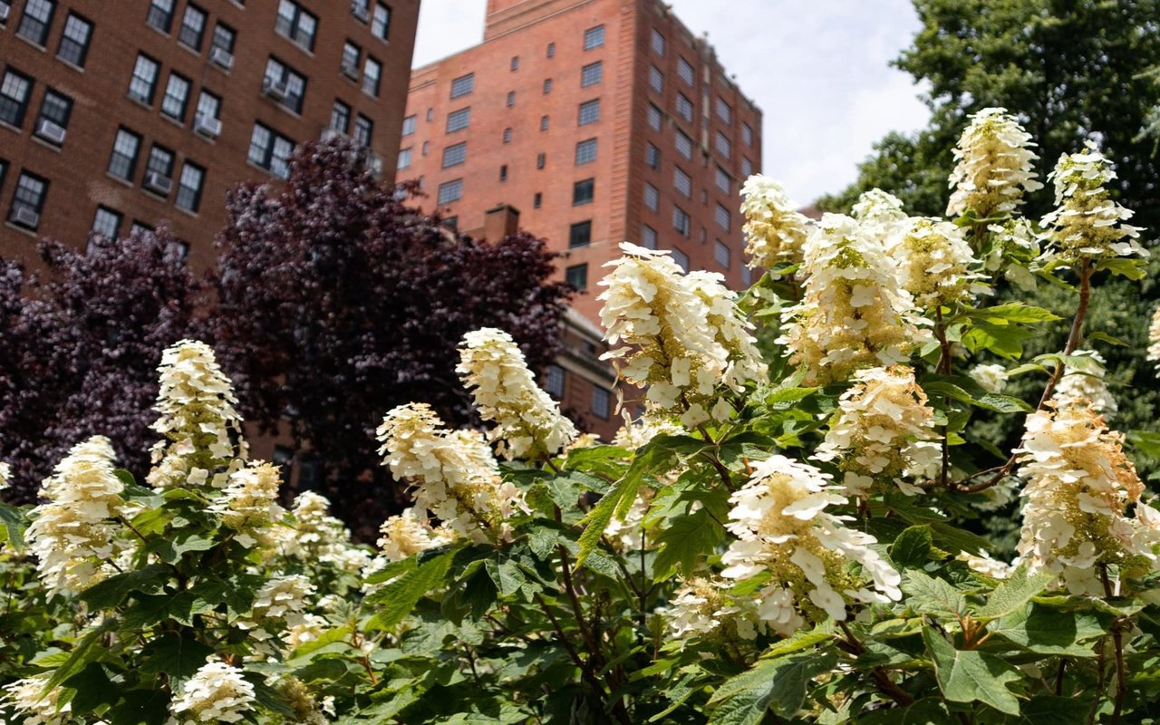 Perennials – Chicago’s Favorite Flower Family