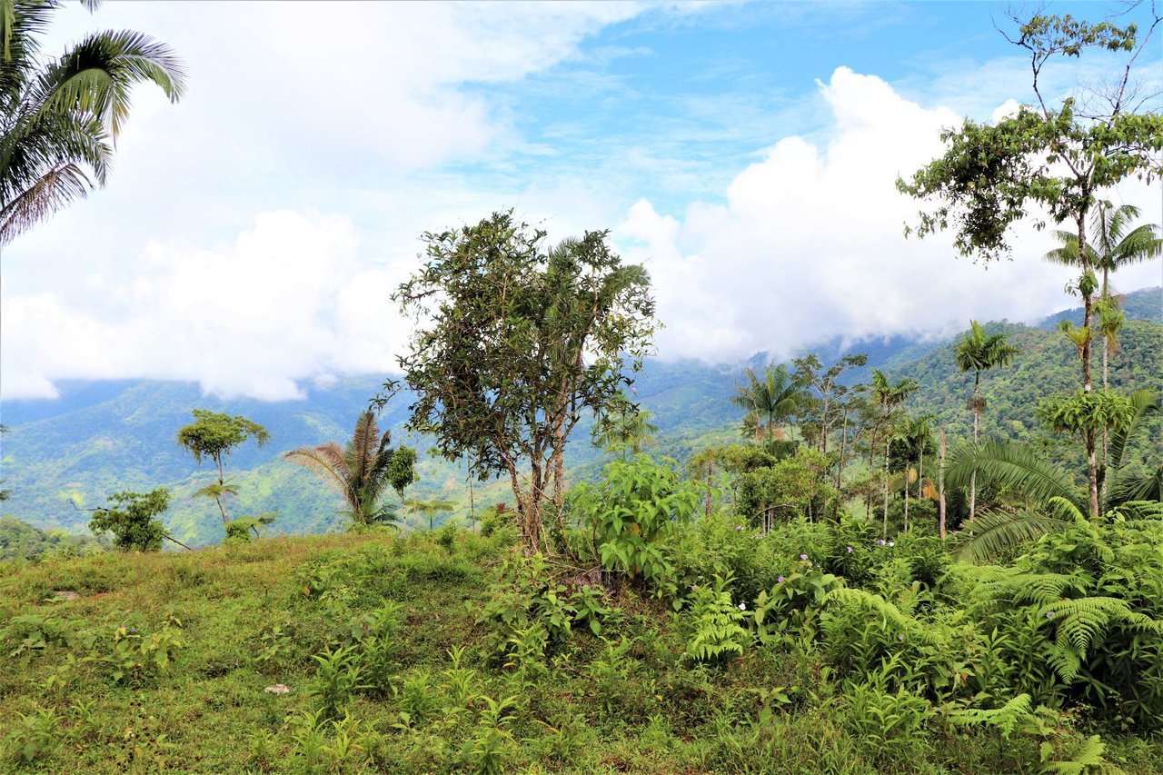 Ocean View Development Farms, Uvita, Puntarenas
