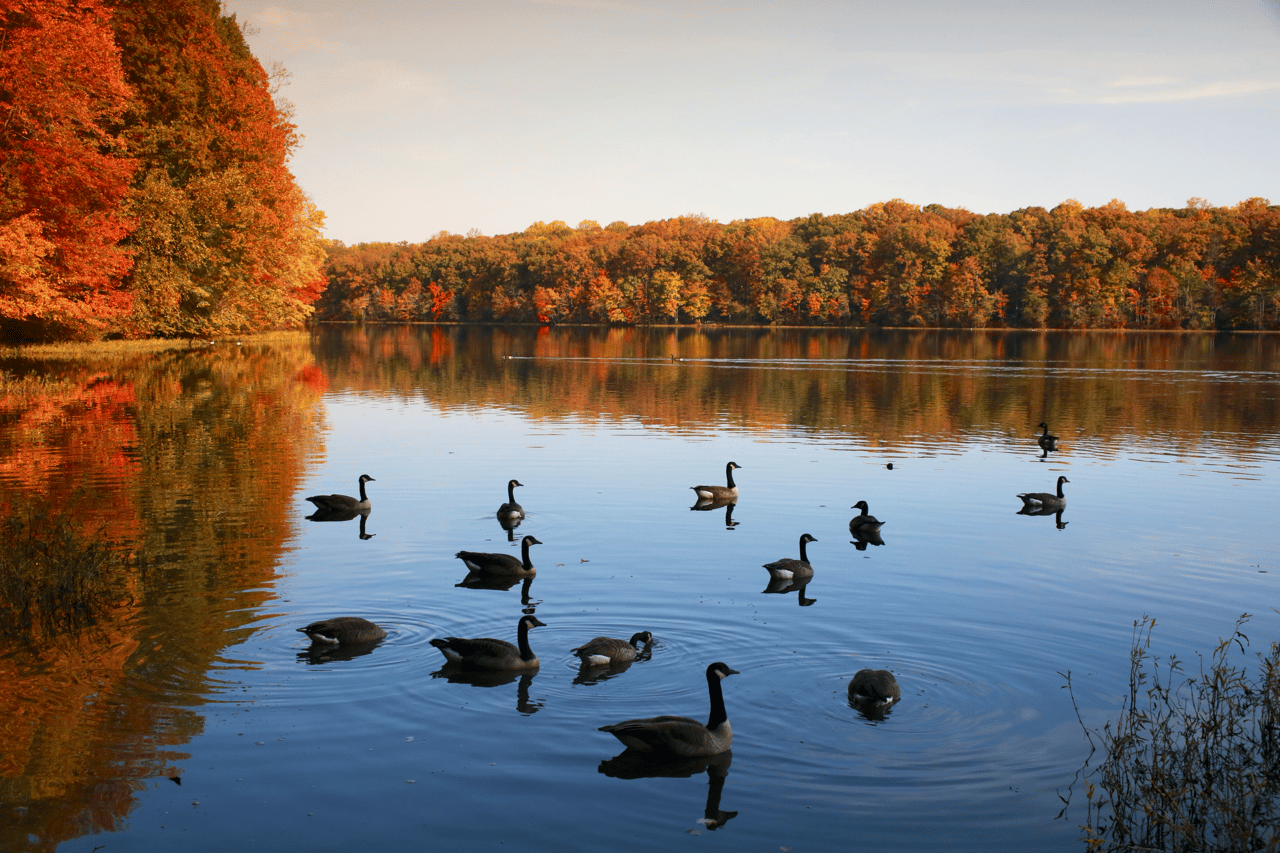 Golden Autumn day with multicolored trees around a large lake with several ducks swimming in the foreground