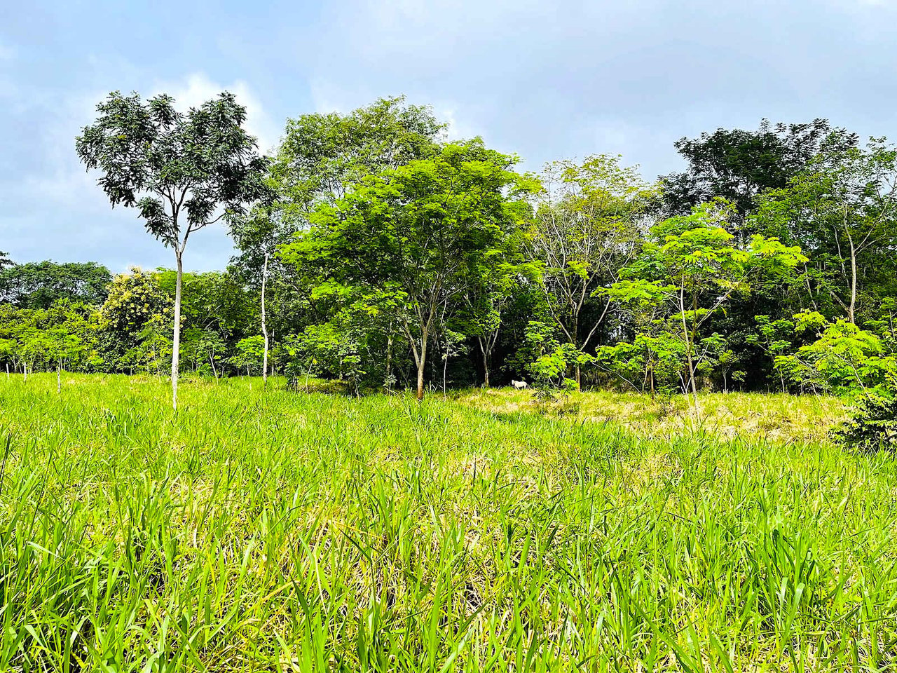 BEST DEVELOPMENT LAND DEAL IN UVITA – 10.67 Acres