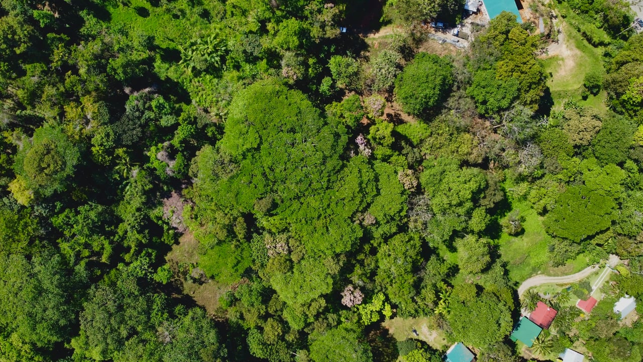 Gorgeous Property Above Playa Colonia, Forest Views