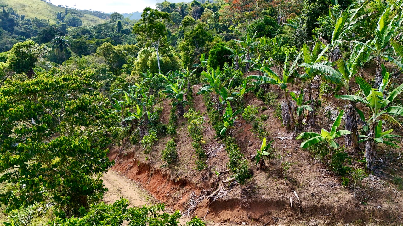 Over 2.5 Acres in Ceibo, Planted with Coffee and Fruits