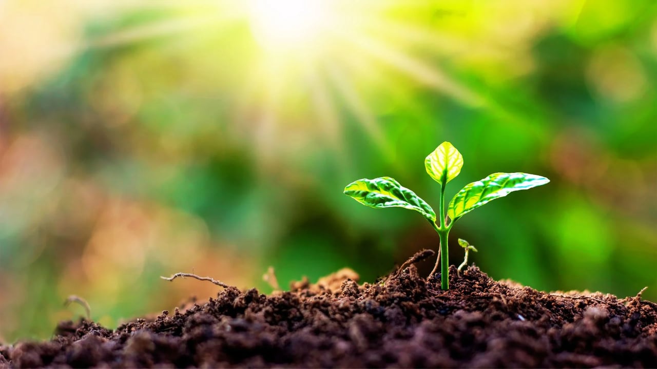 Spring market shows early signs of green shoots