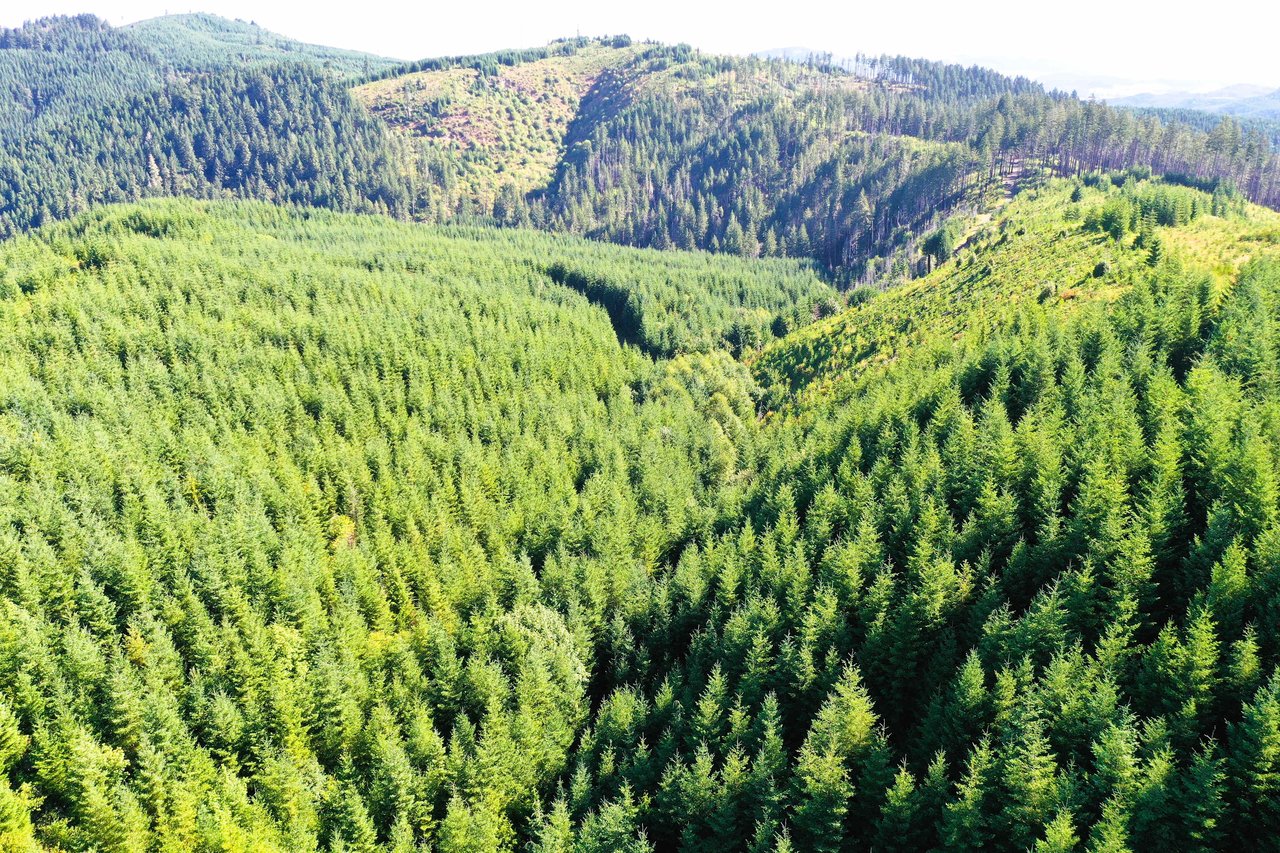 High Pass Tree Farm