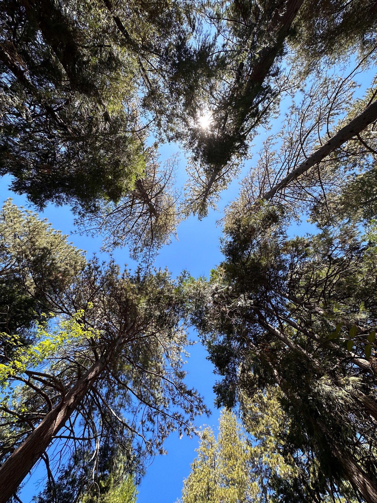 Rare Idyllwild Geodesic Dome 