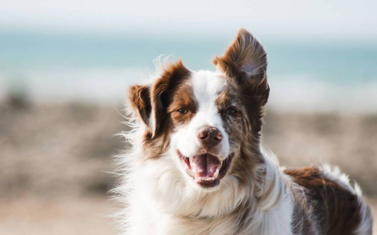 Finding a Pet-Friendly Pad in Paradise – Hawaii Condo Edition