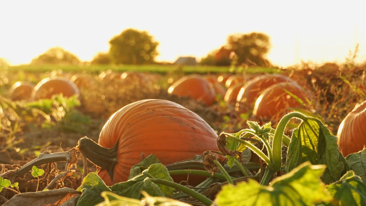 Things to Do This Fall in Charlotte