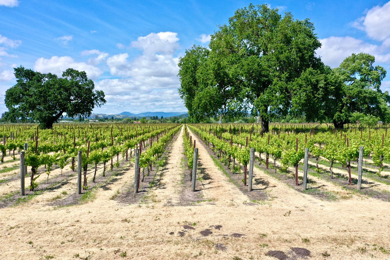 Mastering Vineyard Investments: A Comprehensive Buyer's Guide