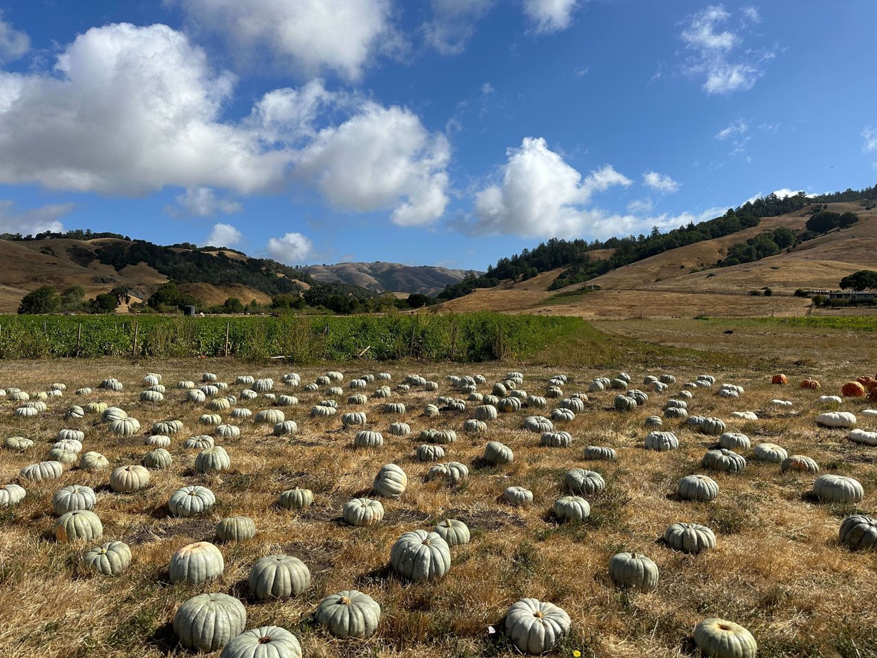 Celebrate Fall in Marin County with a Visit to Nicasio Valley Pumpkin Patch