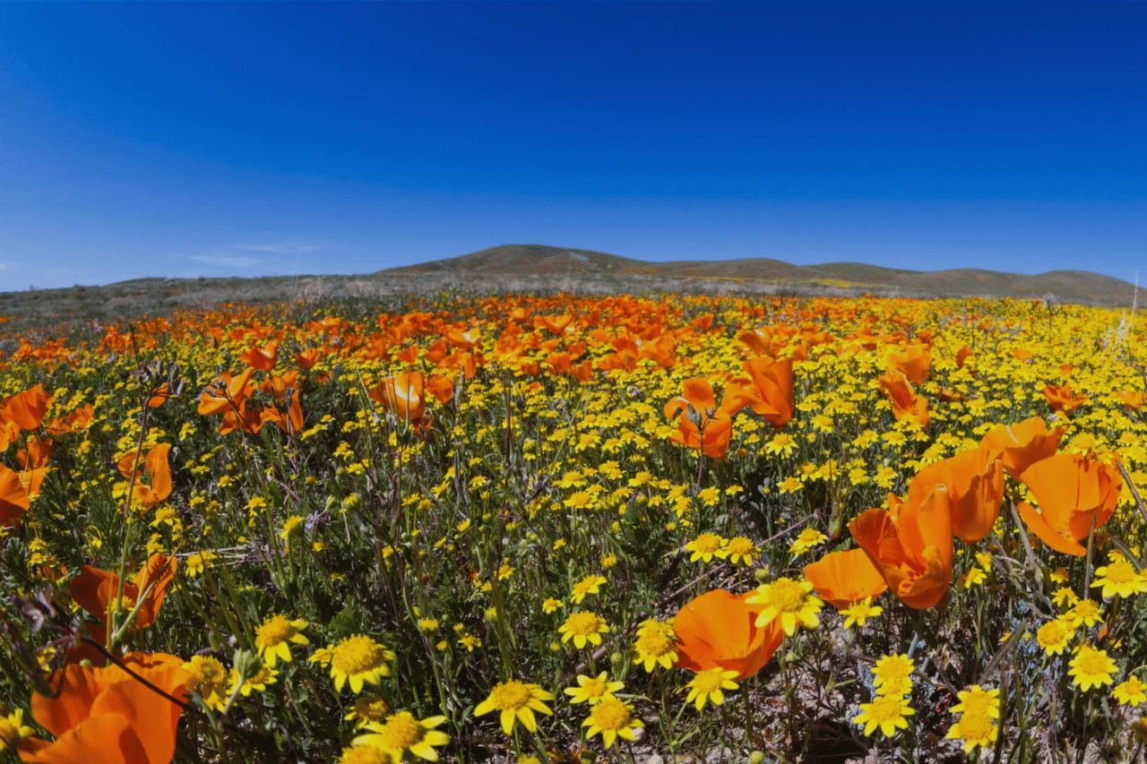 Blossom Valley San Jose CA Image