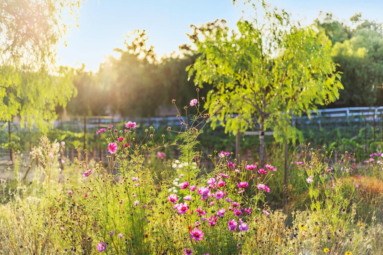 Sweet Pea Farm