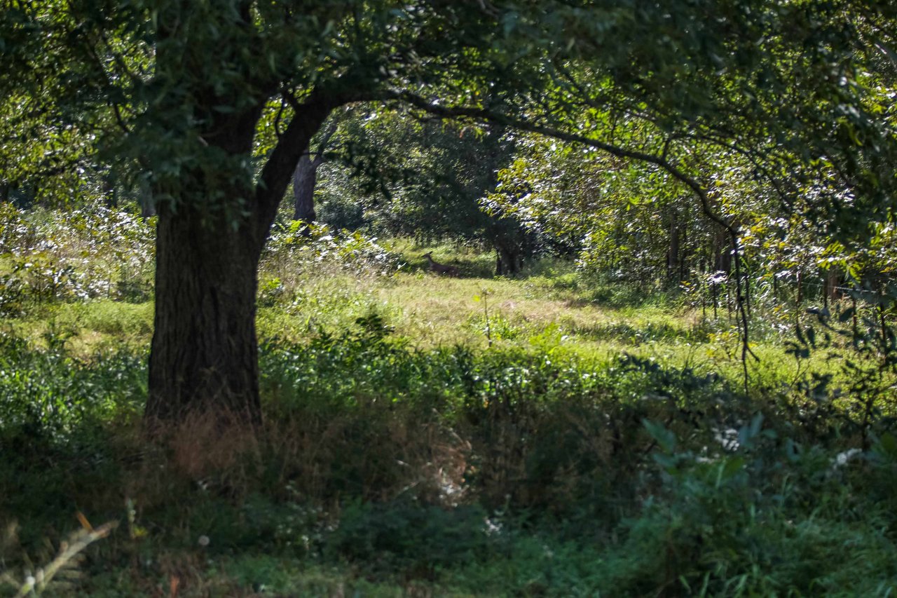 Lovers Lane River Ranch | 140± Acres | DeWitt County