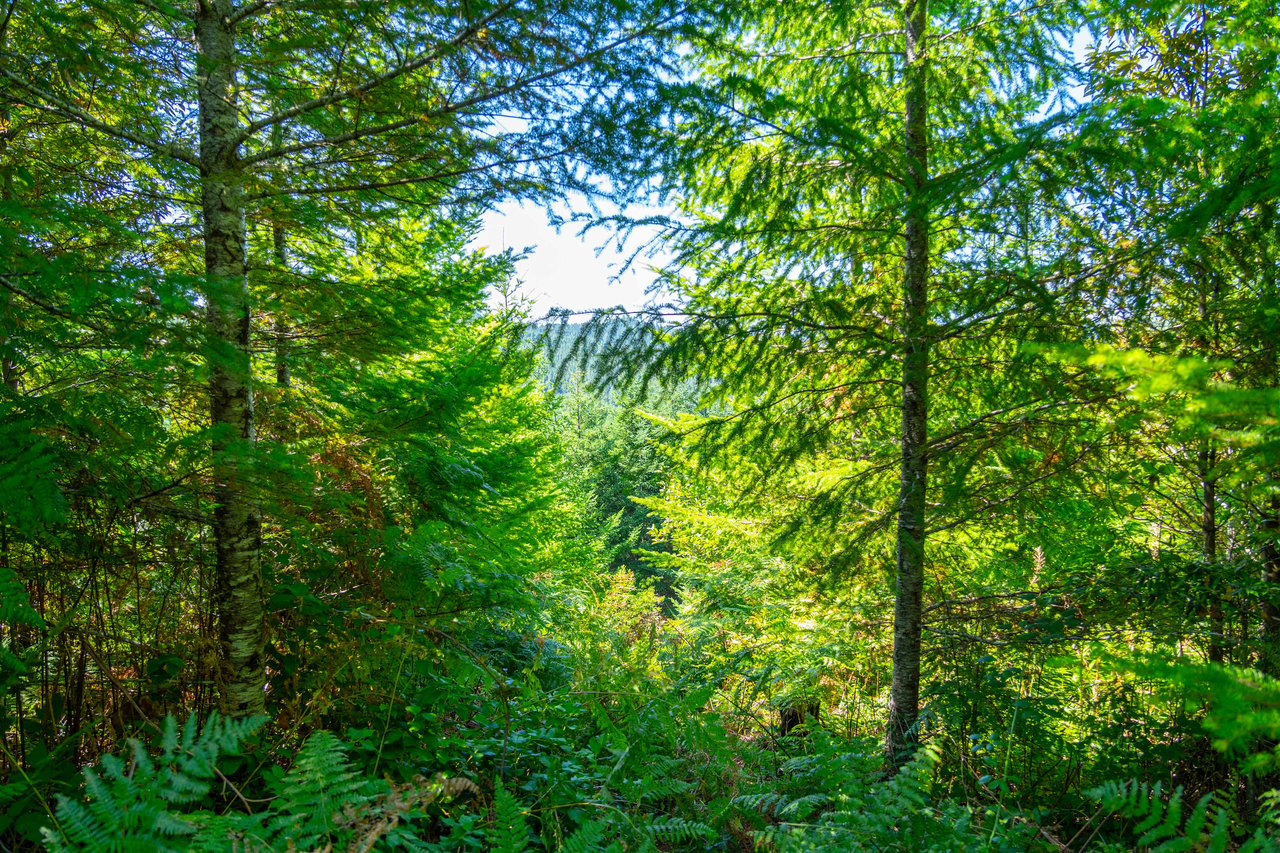 High Pass Tree Farm