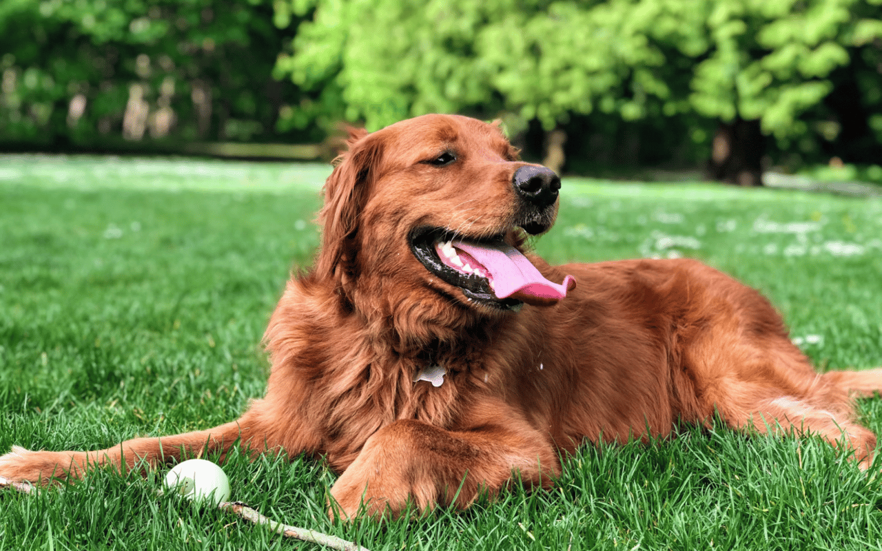 A golden retriever relaxing in the grass with a ball.